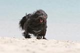 PETIT CHIEN LION 139